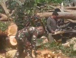 Aksi Cepat Personel Koramil Telaga Evakuasi Pohon Trembesi Tumbang Demi Kelancaran Arus Lalu Lintas Masyarakat