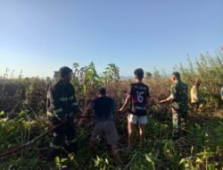 Koramil 1315-01/Telaga Respons Cepat Kebakaran Semak Ilalang Amankan Warga Desa Tilote Dari Ancaman Api Meluas