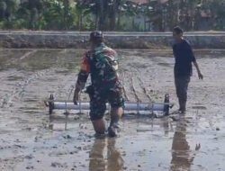 Penanaman Padi Metode PM-AAS Berlangsung Pada Desa Luhu Babinsa Koramil Telaga Turut Berikan Dukungan